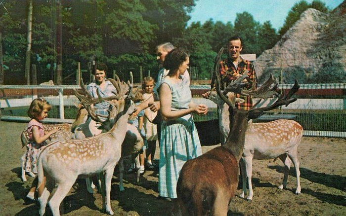 Deer Forest - Vintage Postcard (newer photo)